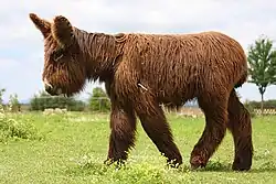 a tall donkey with very shaggy coat