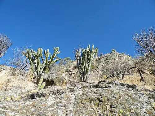 Limestone habitat in Oaxaca