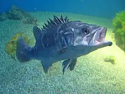 Atlantic wreckfish inhabit caves and wrecks. They are good game fish, reaching a maximum reported length of 210&nbsp;cm (6.9&nbsp;ft) and weight of 100&nbsp;kg (220&nbsp;lb).