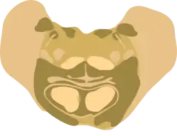 Cross-section of the inferior pons (at the level of the facial genu)