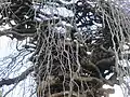 Extreme contortion in the trunk and branches of Camperdown Elm, Port Gamble, Washington