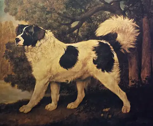 Portrait of a Newfoundland Dog by George Stubbs