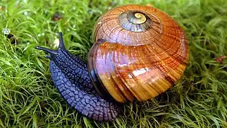 Powelliphanta augusta