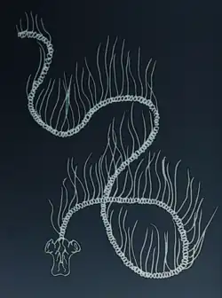 Illustration of "Praya dubia"