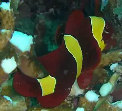 Female with striking gold body bars from the Andaman Islands