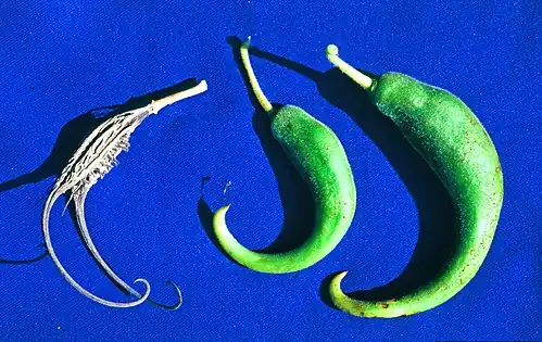 Fruit of Proboscidea louisianica