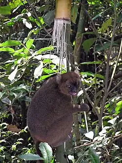 A brown-colored lemur clings to a shaft of giant bamboo while eating a fragment in its hands.