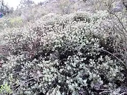 Protea sulphurea bush