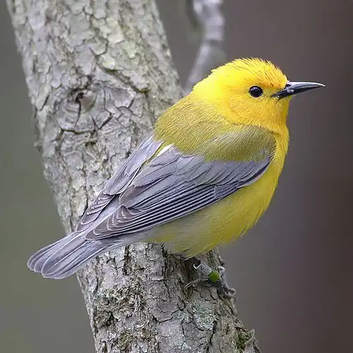 Image 15 Protonotaria citrea The prothonotary warbler (Protonotaria citrea) is a small songbird of the New World warbler family. It breeds in hardwood swamps in southern Canada and the eastern United States and winters in the West Indies, Central America and northern South America. More selected pictures