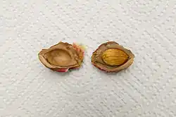 Pyrene of a peach dissected to reveal a single seed inside