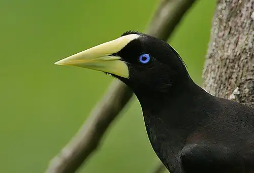 P. d. insularis, Trinidad