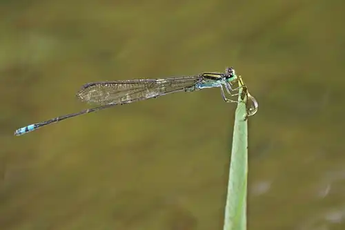 male