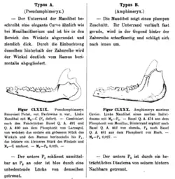 Lower jaw fossils and German text