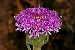 Pseudopegoletta tenella flower