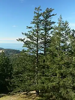 Several tall douglas-fir trees with a blue sky and water in the background.