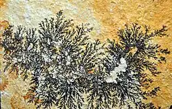 Psilomelane and pyrolusite from Solnhofen Limestone quarries, Solnhofen, Franconia, Bavaria, Germany