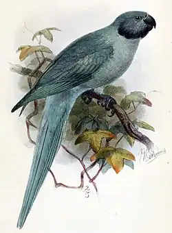 Drawing of blue parrot with darker wings and head