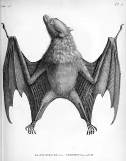Drawing of bat