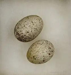 whitish eggs with grey and brown blotching