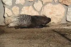 Brown and white porcupine
