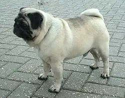 Silver Fawn Pug