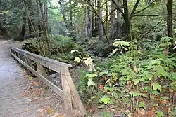 Footbridge along Purisima Creek Trail