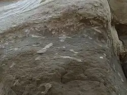 Trace fossils in Purisima Formation sandstone at San Gregorio State Beach in California. The trace fossils appear as a lighter colored sandstone than the surrounding material. The trace fossils, likely left by clams or worms, come in both circular and elongated oval shapes.