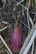Purple-stemmed Angelica (Angelica atropurpurea) in Kitchener, Ontario, Canada 4 March 2018 showing the plant in its early stages of growth back from the base of a previous year's stem