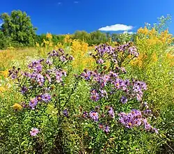 Several New England aster plants in a large field flowering with bright yellow goldenrod, a deep blue sky in the background with a few trees and a white fluffy cloud in the sky