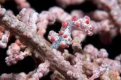 The pygmy seahorse Hippocampus bargibanti