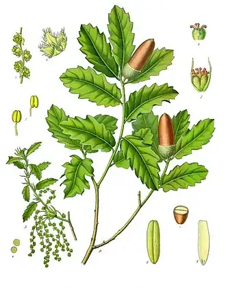 Illustration of Q.&nbsp;lusitanica showing staminate (left) and pistillate flowers (right)