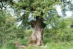 Quercus rotundifolia in Cádiz, Spain