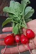 Red cultivated radishes