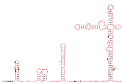 Sarbecovirus-5UTR Secondary structure taken from the Rfam database. Family RF03120