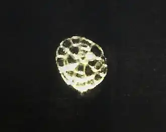 Pollen of Samanea saman seen with the Foldscope