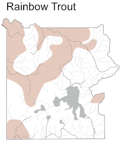 Rainbow trout