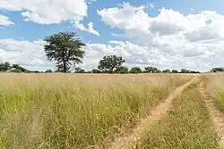 Photo of a landscape with grass, trees, and a blue sky with clouds
