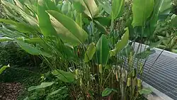 In an ornamental application