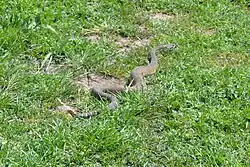 Rattlesnake in the park