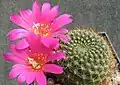 Rebutia minuscula var. minuscula (syn. R.&nbsp;violaciflora) – form with violet flower