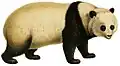 Giant panda