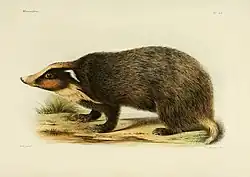 Gray mustelid