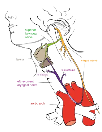 A diagram showing the recurrent laryngeal nerve