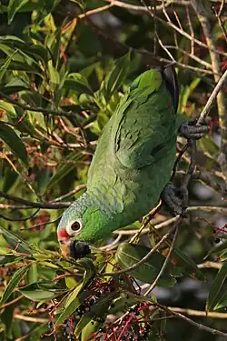 A. a. salvini feeding in the wild, Panama