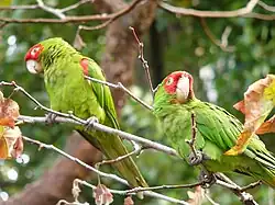 A green parrot with a red face, forehead, and shoulders, with white eye-spots