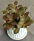 Red-nerved Fittonia 'Mini Red'.