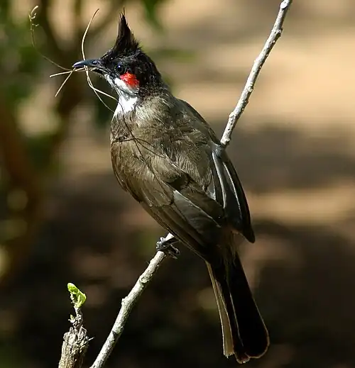 Image 30 Red-whiskered bulbul More selected pictures