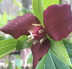 Red Trillium