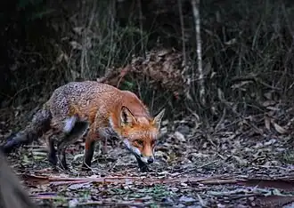 A red fox in an Australian national park