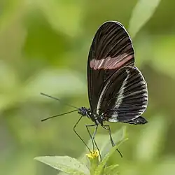 H. e. cyrbia Cook Islands